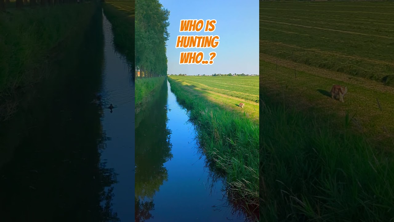 WHO IS HUNTING WHO??? 