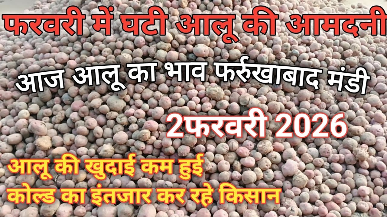2 फरवरी 2026 आज आलू का भाव फर्रुखाबाद मंडी आमदनी वती भव में भी सुधार potato rate today farrukhabad