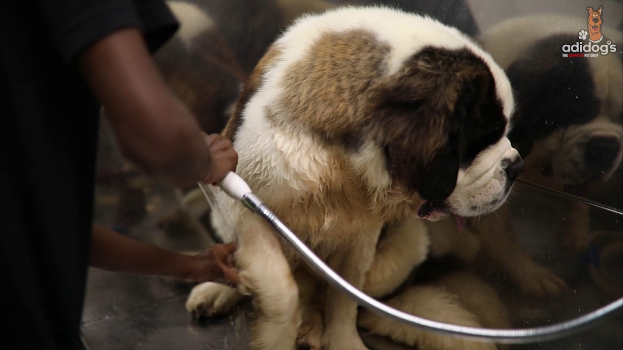 Full Grooming Session of St. Bernard 8 Months Old Puppy | Adidog's The complete Pet Shop