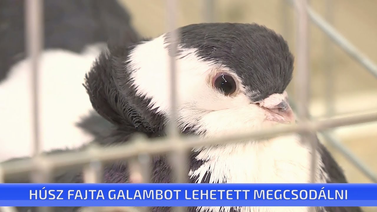 Húsz fajta galambot lehetett megcsodálni