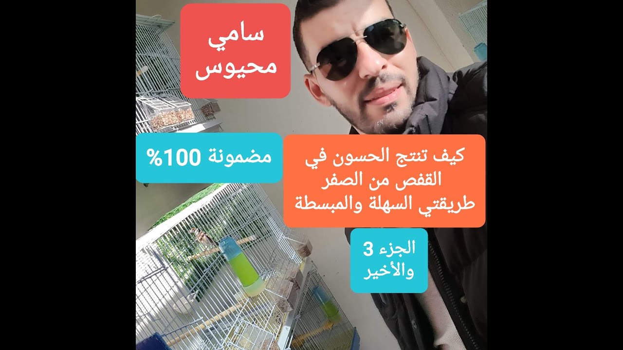 #سامي_محيوس يشرح طريقته في انتاج الحسون..#الجزء_3.. سهلة ومبسطة ومضمونة