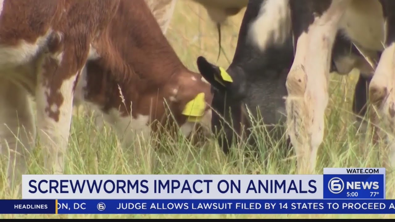 What is New World Screwworm? Veterinarian explains potential threat to livestock
