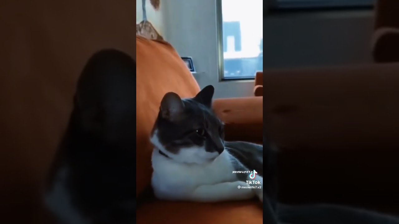Chat qui à peur d'un Orage