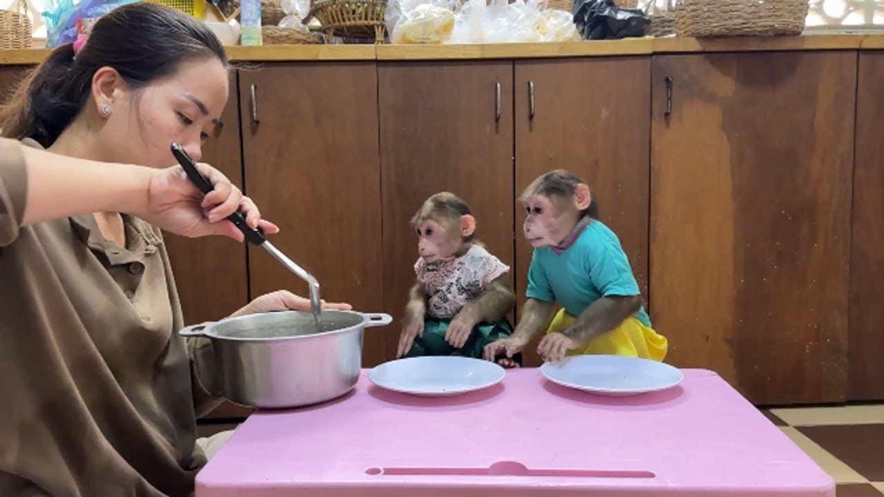 Restless Pavpav & Chichi Sit Eagerly Wait For Special Recipe In Pot