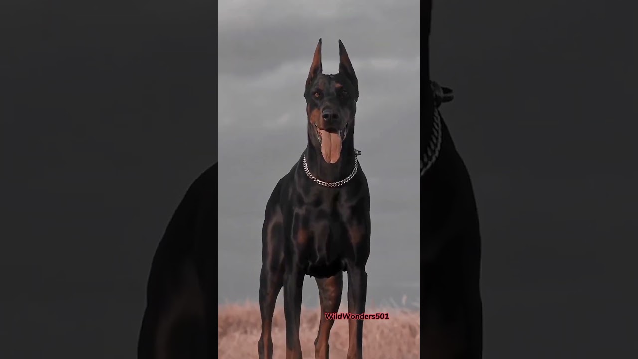 The Fiery Sentinel: A Black Doberman Exuding Anger and Vigilance  #attitude #viral #trending
