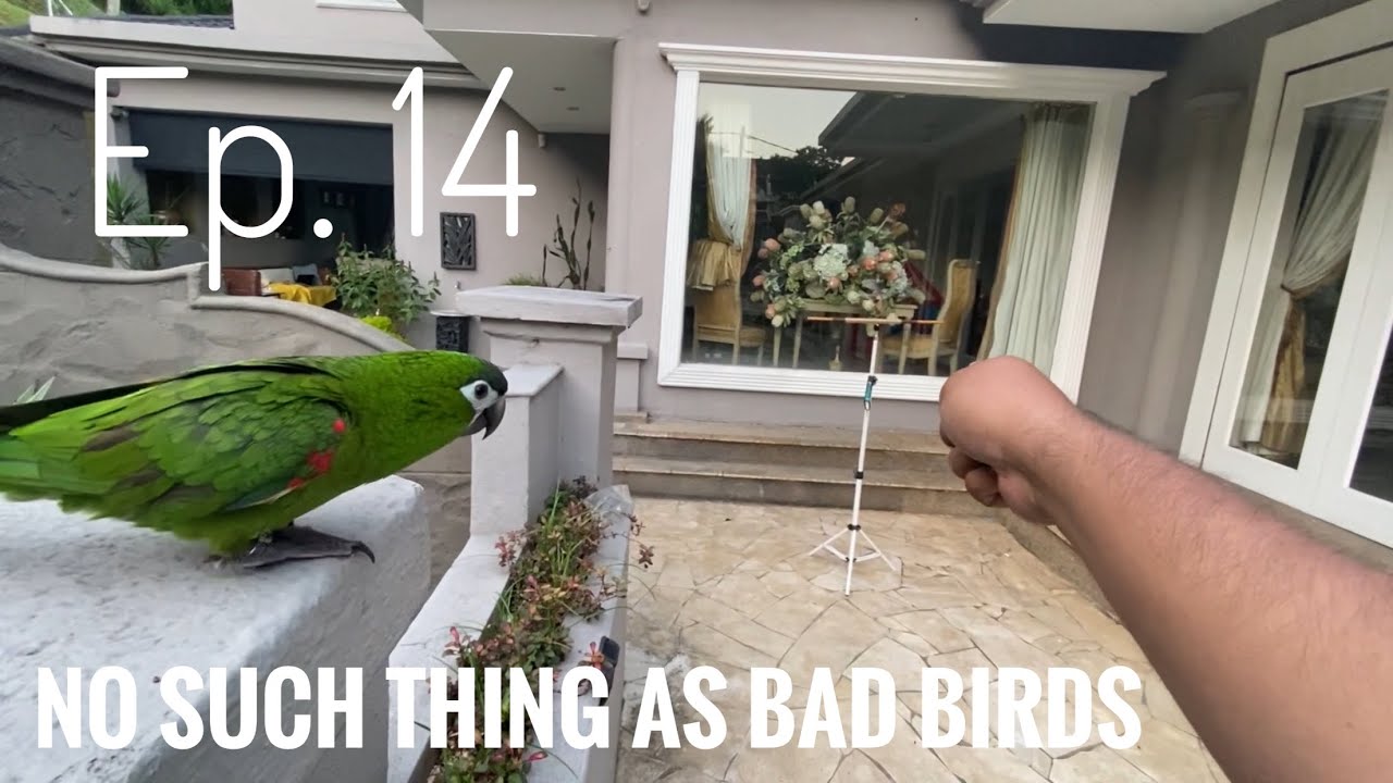 No Such Thing ad Bad Birds | Ep. 14 - Basic daily training with Hahns Macaw. Recall & trick training
