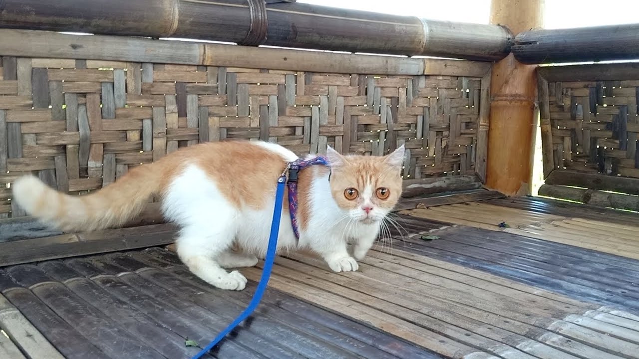 かわいい猫がリラックス