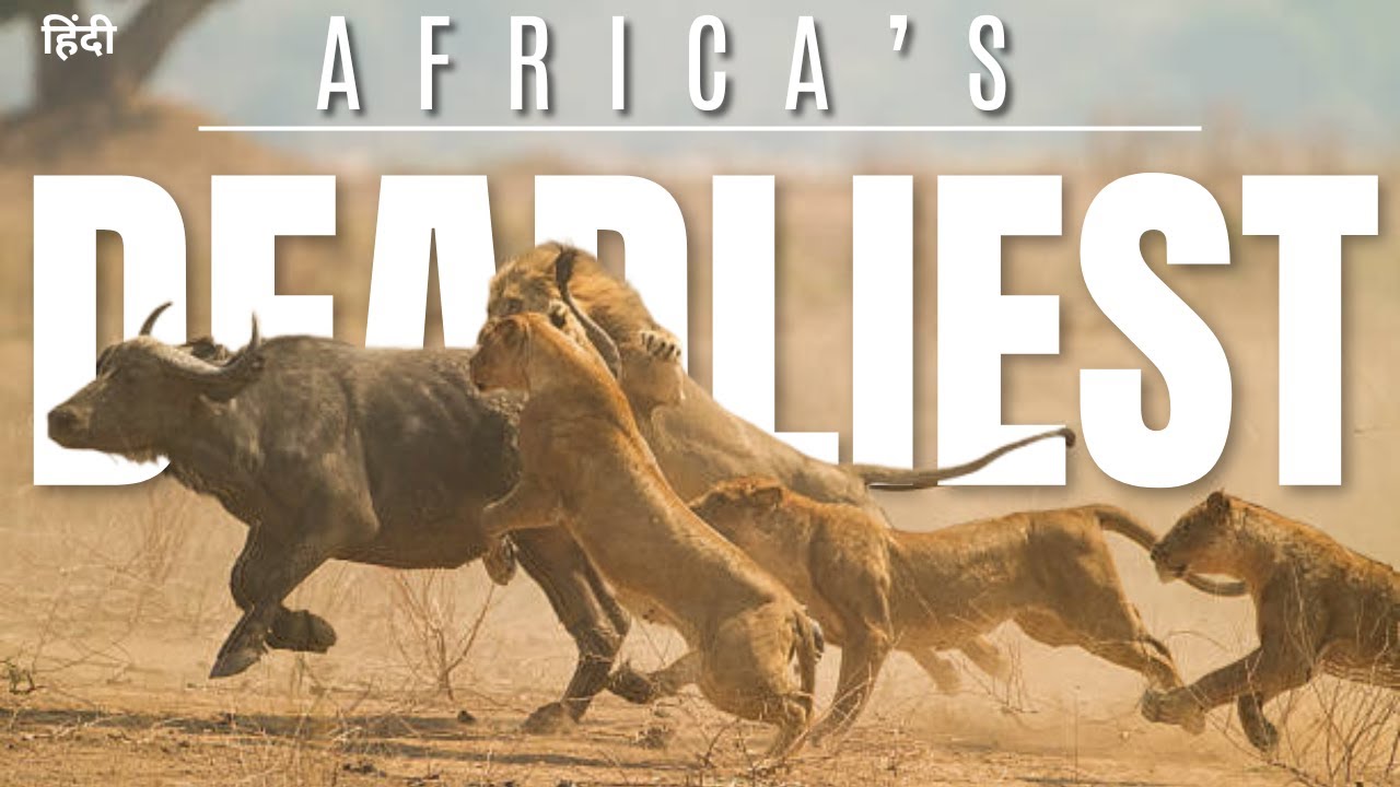 Africa&rsquo;s Deadliest: Migration Rute | Animal planet in hindi