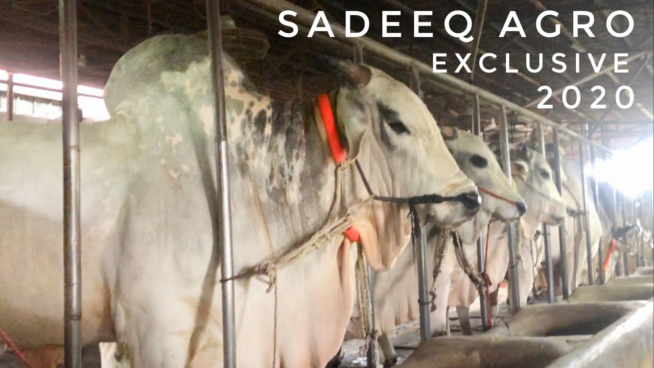 Sadeeq Agro 2020 Exclusive Collection | Full HD | Sibbi | Bolod | Deshal | The Home of Goru Lovers