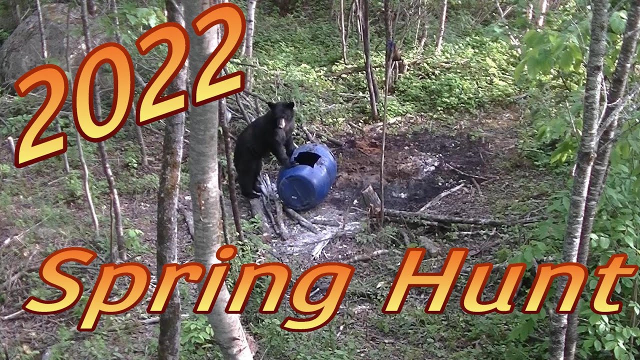 Spring Bear Hunt 2022 with Anderson's Long Range Guide Service