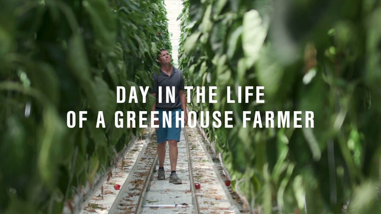 A Day in the Life of a Greenhouse Farmer -- Meet Ron VanMarrewyk