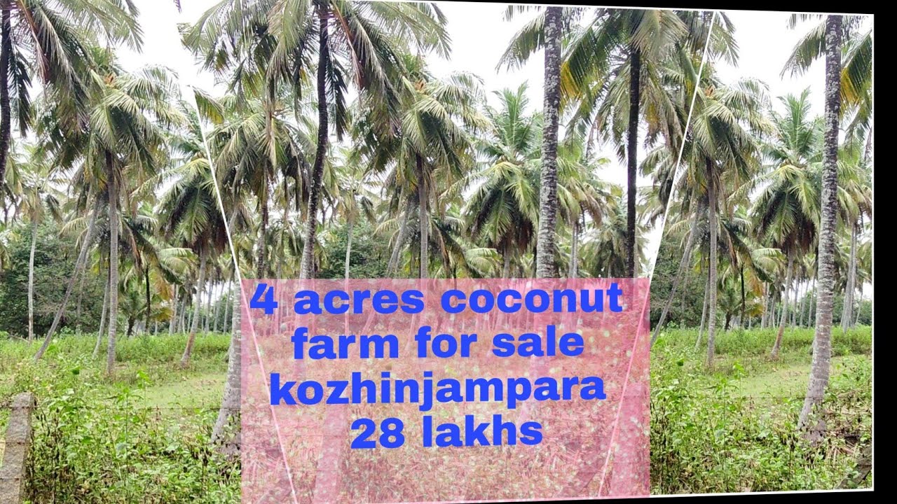 4 acres coconut farm for sale kozhinjampara, farm land, Palakkad dt, Palakkad properties
