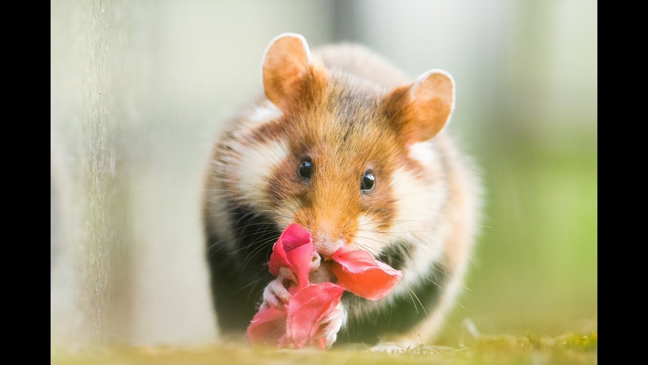 Urban wildife photography - European hamsters