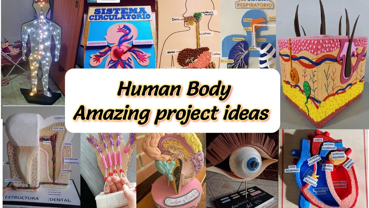 Human body important project ideas |Science fair Projects ideas |Biology project ideas|