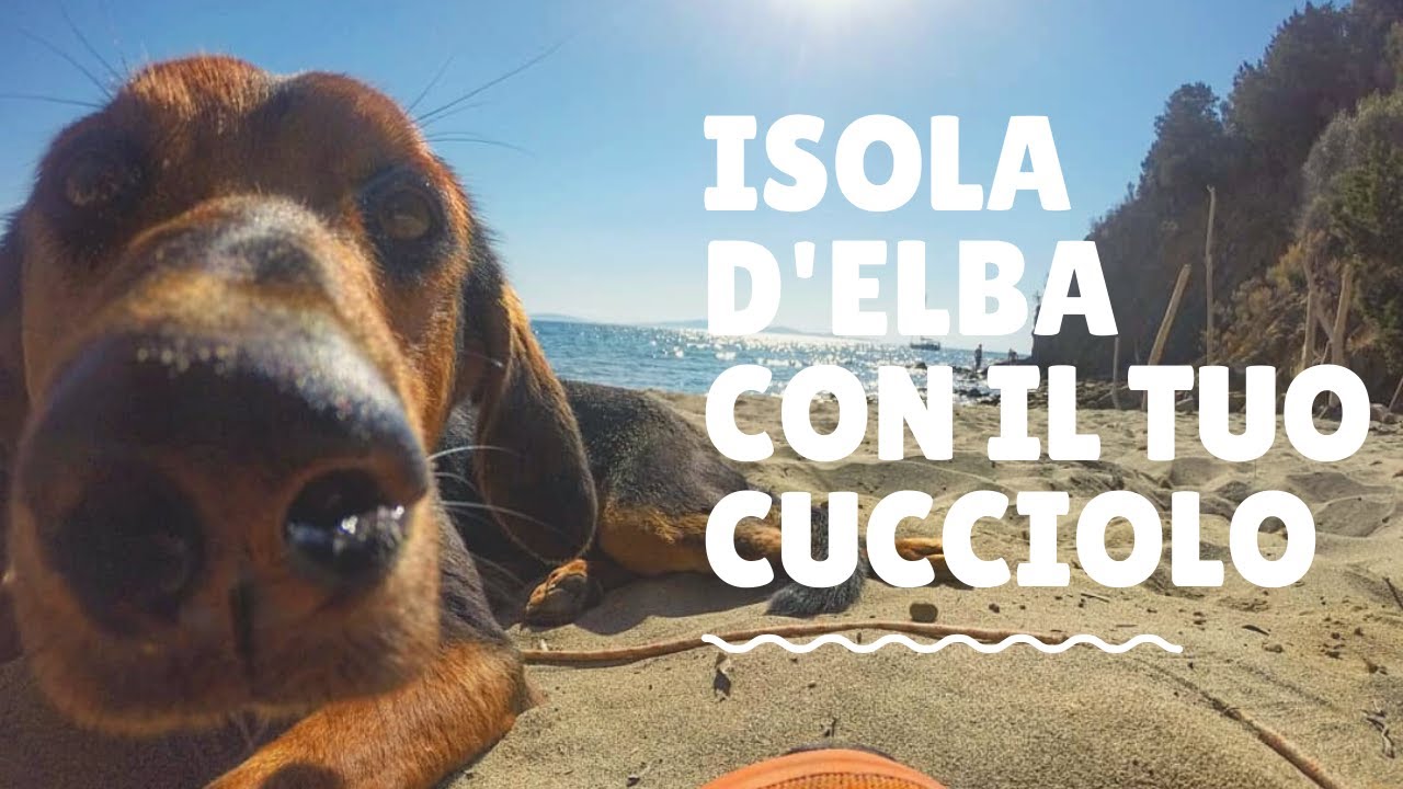 LA SPIAGGIA PIU' BELLA DELL' ELBA - CON IL TUO CANE