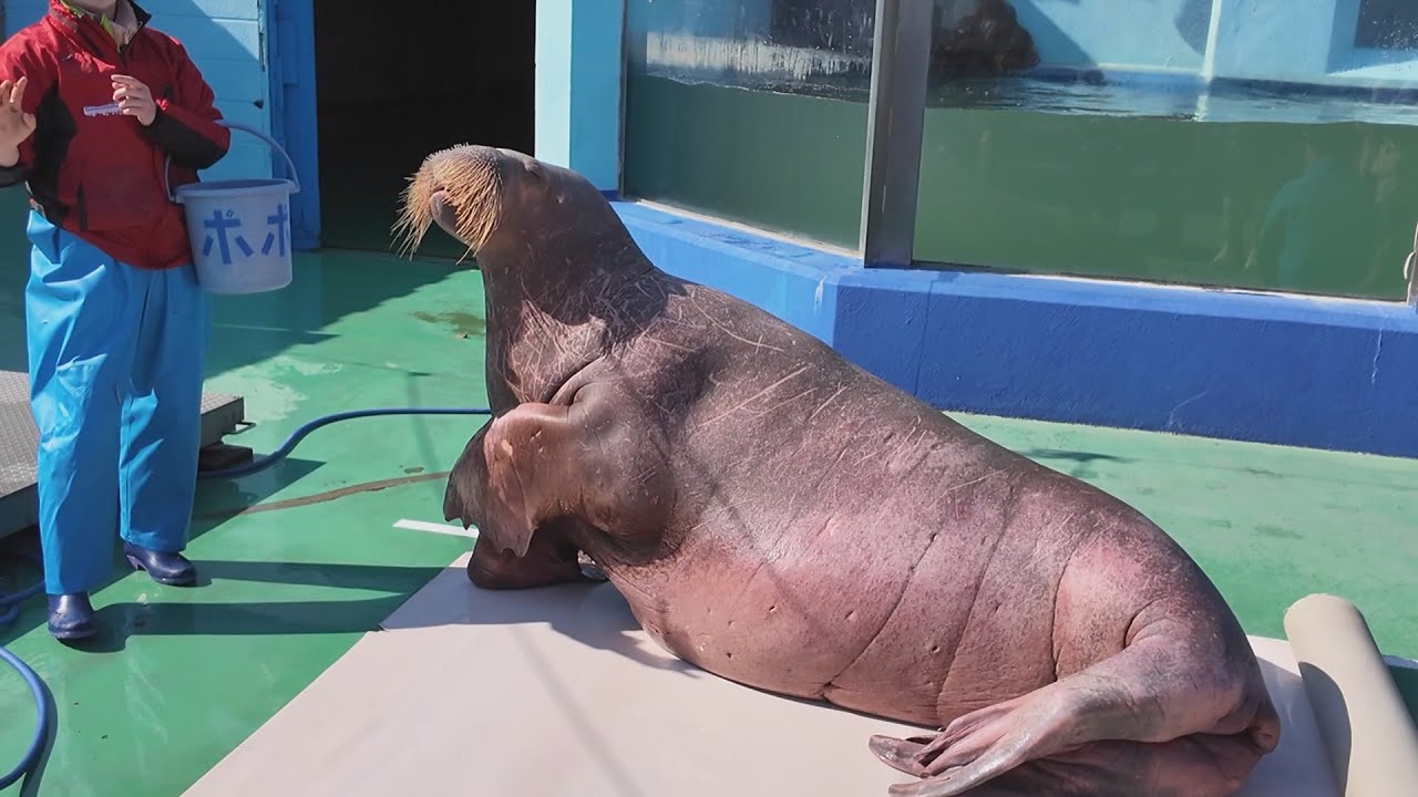 お昼のタンポポちゃん　伊勢シーパラダイス　26.02.02