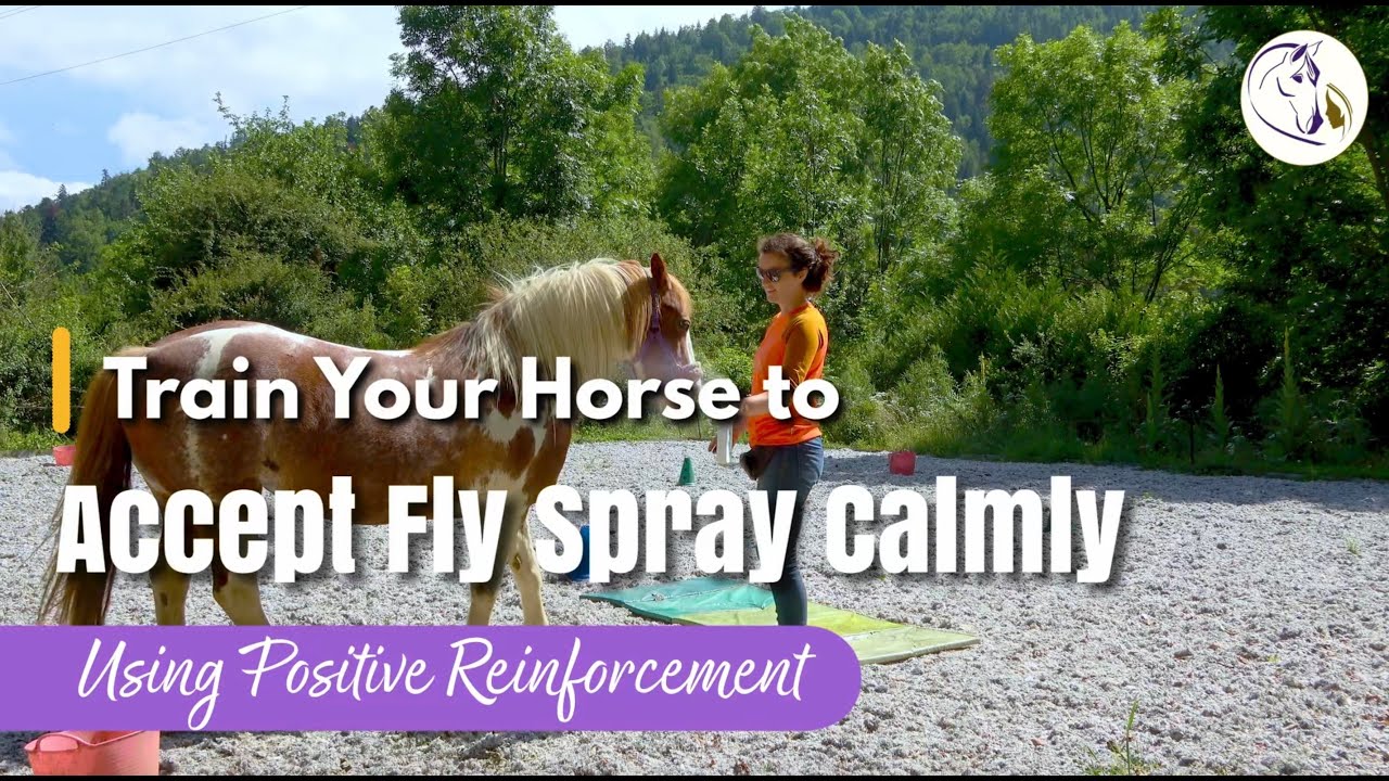 Teach your horse to stand for fly spray with positive reinforcement