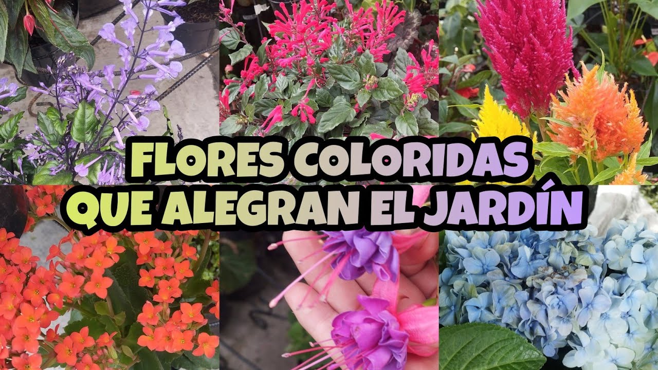 FLORES COLORIDAS PARA TU JARDÍN §LIZZ Y SU VIVERO