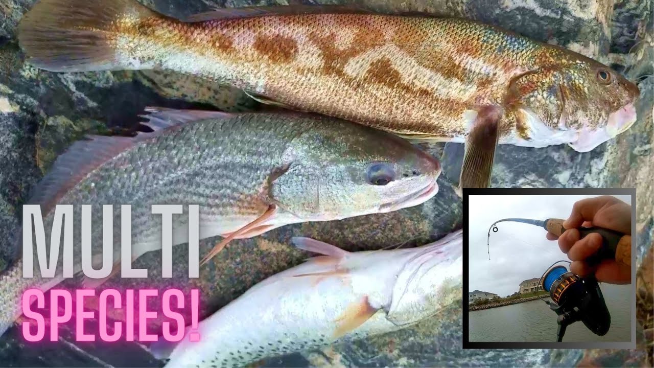 CATCHING Lots of Different FISH on Cut Bait!! (Virginia Saltwater Inlet)