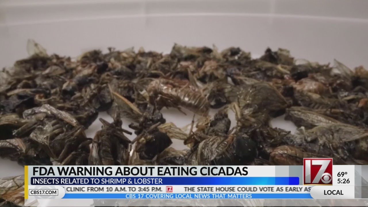 FDA warning about eating cicadas