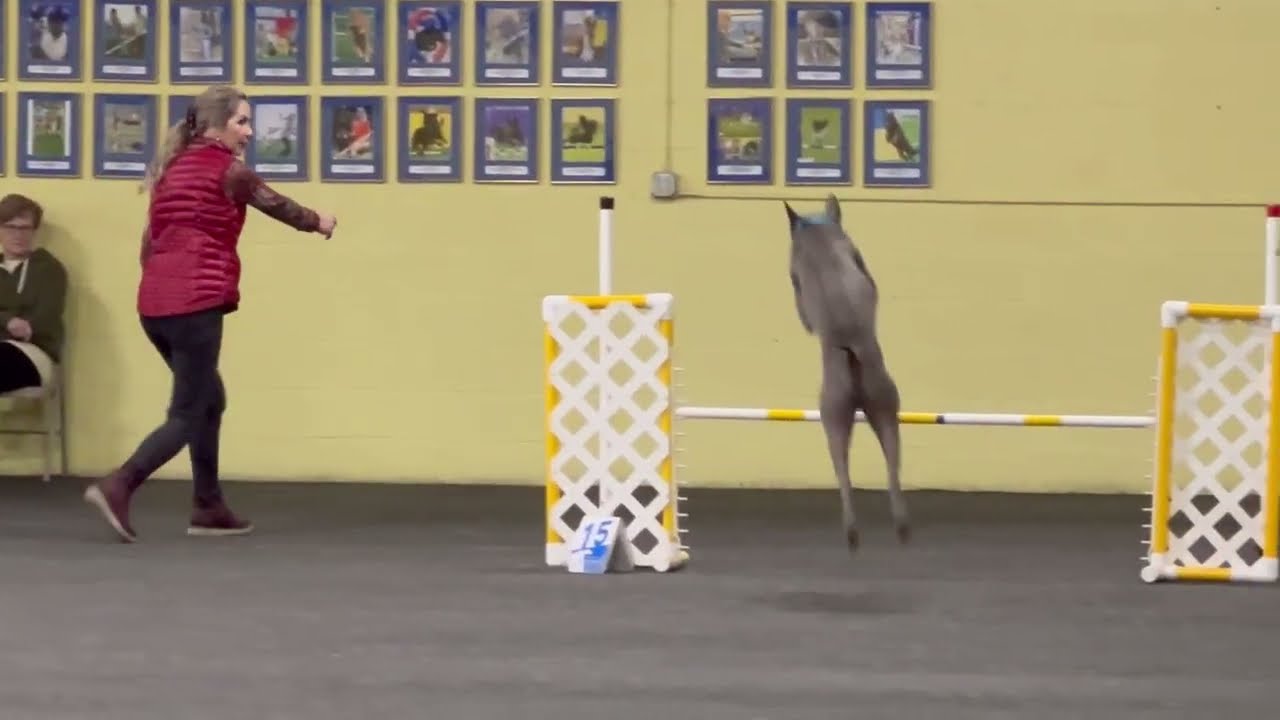 AKC Agility Novice Standard by Thai Ridgeback Dog TALISMAN YUNGA QUEENOPOLIS