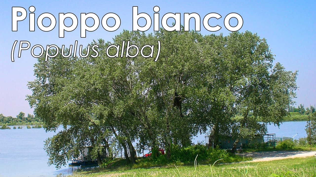 Pioppo bianco (Populus alba)