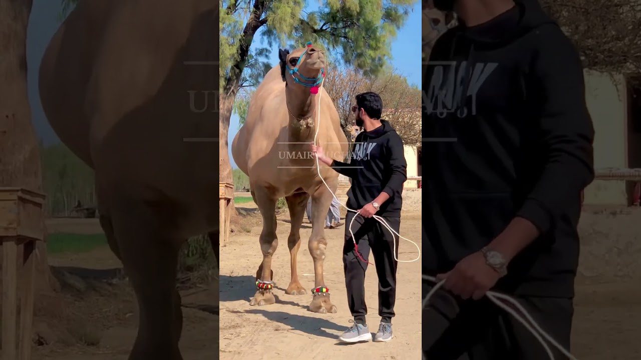 World Biggest And Heavyweight Champion Camel 2025