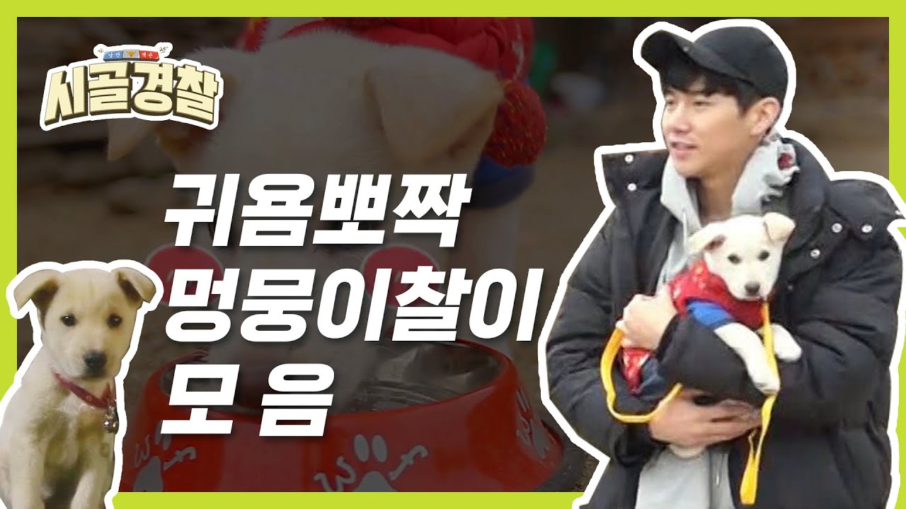 [시골경찰ZIP] 귀염터지는 시골경찰 백구 찰이의 귀염뽀짝 순간 모음 ♥ l #시골경찰