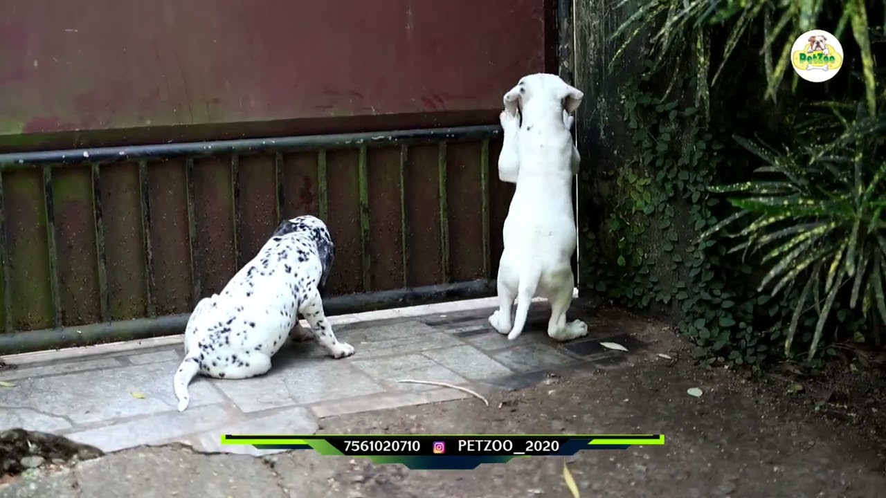 Dalmation Male Puppy Available | കുറഞ്ഞ വിലക്ക് | #pets #viralvideo