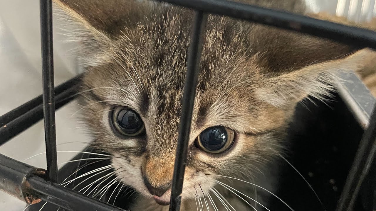 How to help more spicy street kittens - even if you can't foster