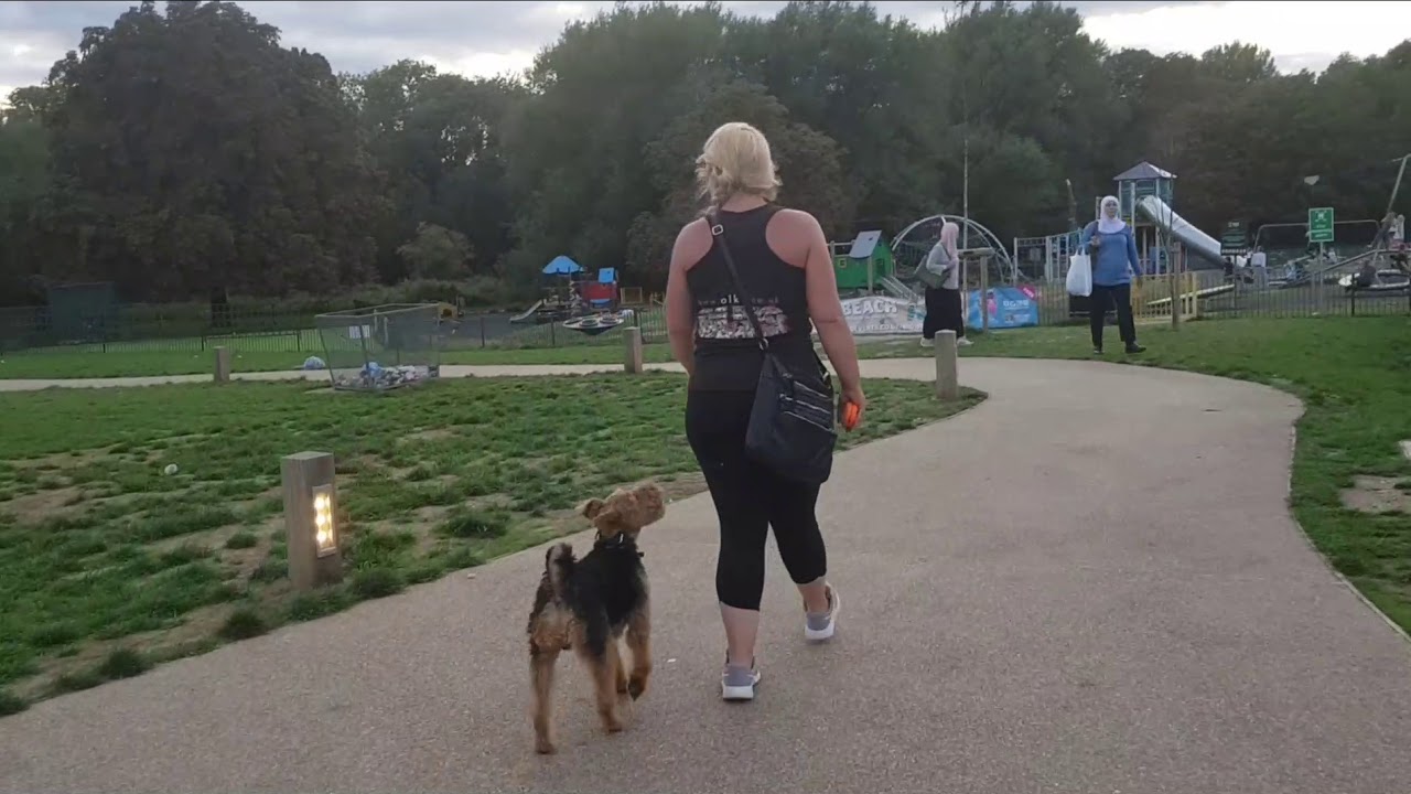 11 month old welsh terrier, Axel! London Dog Trainers