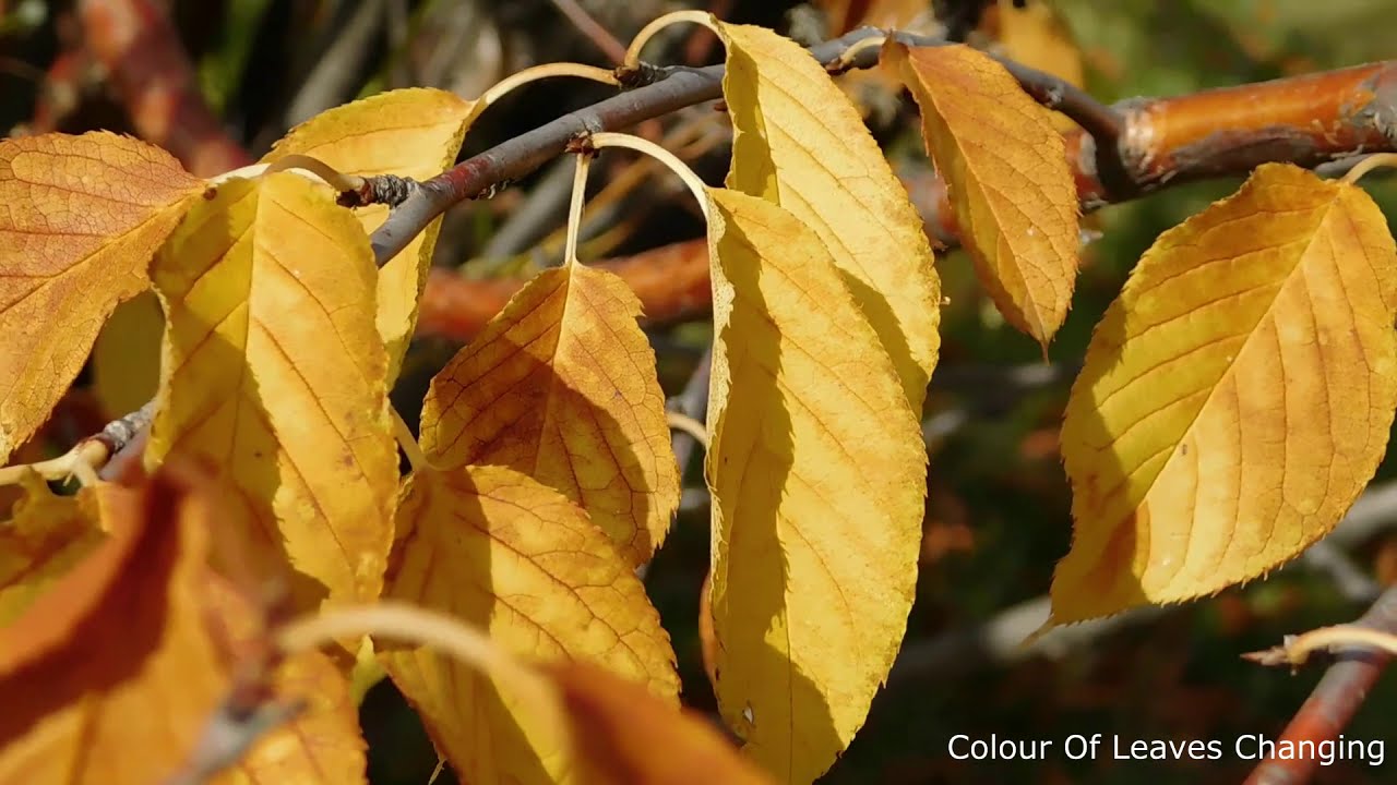 Autumn Leaves Falling From Tree | Beautiful Autumn Season Video