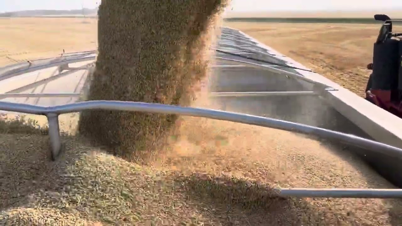 Harvest starting 2024 - Grain Cart Unloading on Semi with Malt Barley