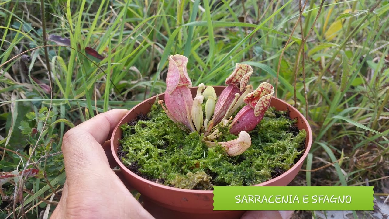 47. PIANTE CARNIVORE A META' ESTATE SARRACENIA PURPUREA DA LIDL SFAGNO DA SFAGNERA UTILIZZABILE.