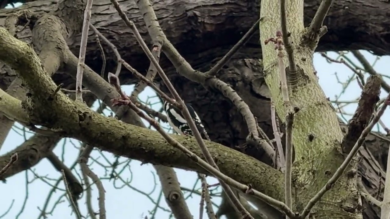 “A great spotted woodpecker taps along branches and twigs on a cloudy afternoon 🐦🌳” 