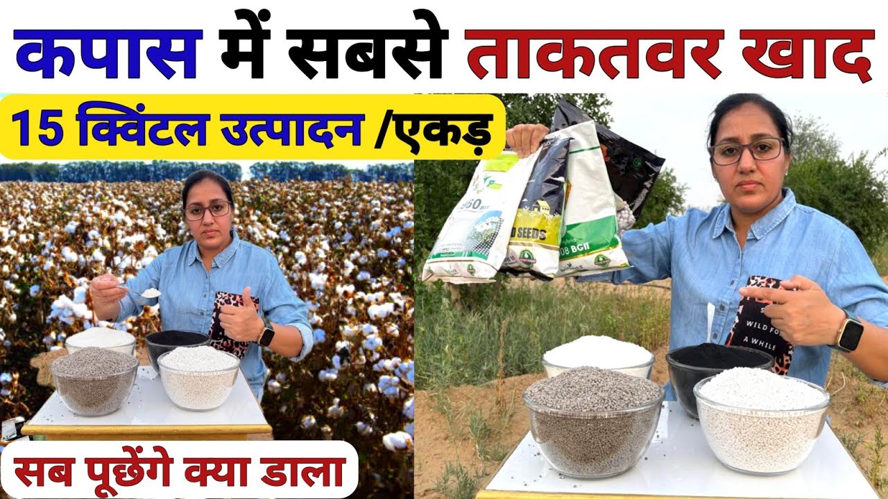 नरमा/कपास में💪सबसे शक्तिशाली फर्टिलाइजर | kapas ki kheti | Kapas ki Top Variety 2025 | cotton seeds