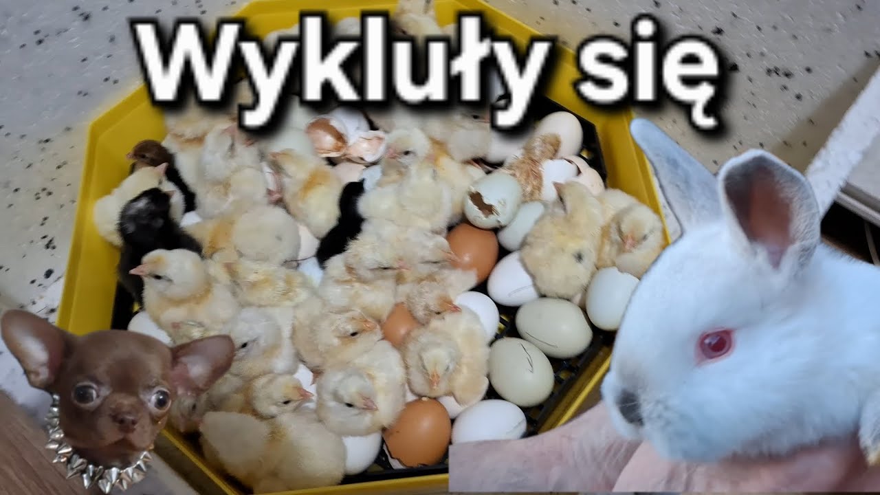 Kurczaki się wykluły * Króliczki mają 4 tygodnie * 24. 01. 2025