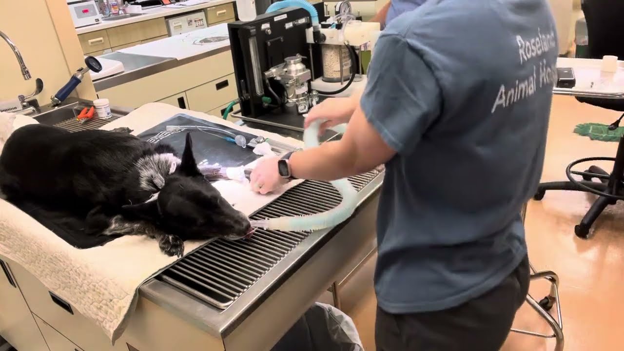 Penn Foster Externship 2: Skill 7 - ETT Intubation