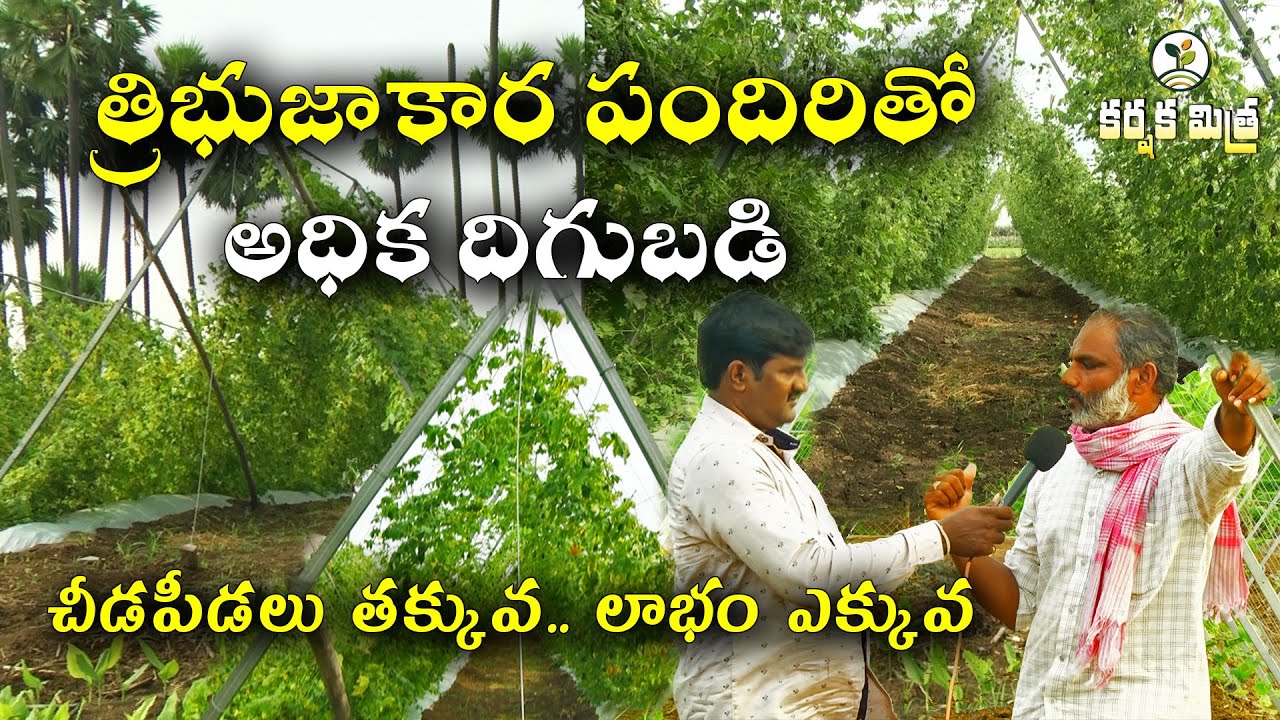 త్రిభుజాకారంలో పందిరి నిర్మాణం || తీగజాతి కూరగాయల సాగులో వినూత్న పంథా || Karshaka Mitra