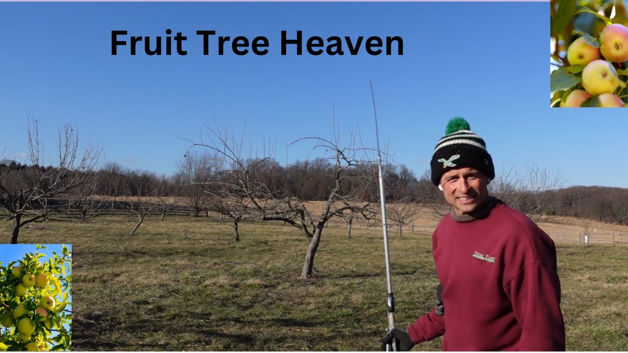 50 Fruit Tree Orchard Walk Around With Pruning Tips