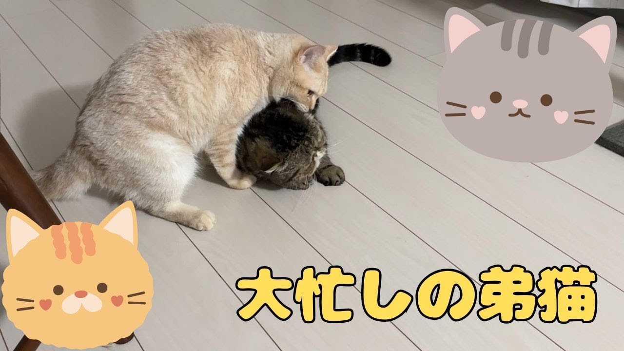 ♯222 大忙しの弟猫とマイペースな兄猫の個性