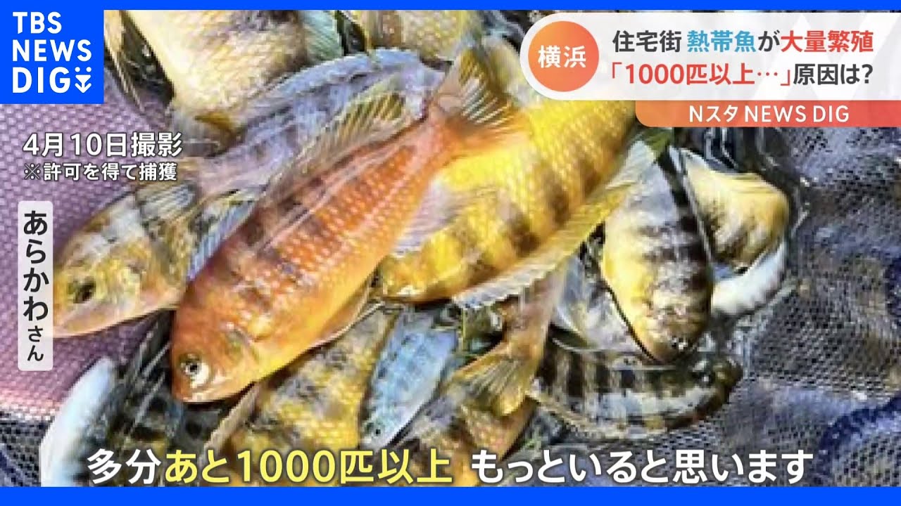 「1000匹以上いる&hellip;」アフリカの熱帯魚が横浜の水路で大量繁殖　その原因は？【Nスタ】｜TBS&nbsp;NEWS&nbsp;DIG