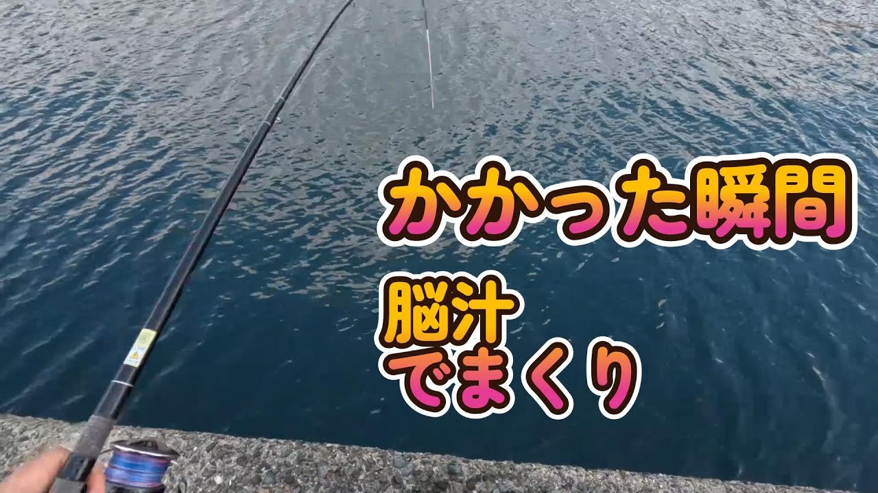 【四国遠征愛媛編】西予の波止は小気味よい当たりでにんまり！