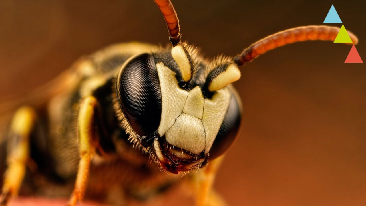 ¿Qué pasaría si se extinguieran las abejas?