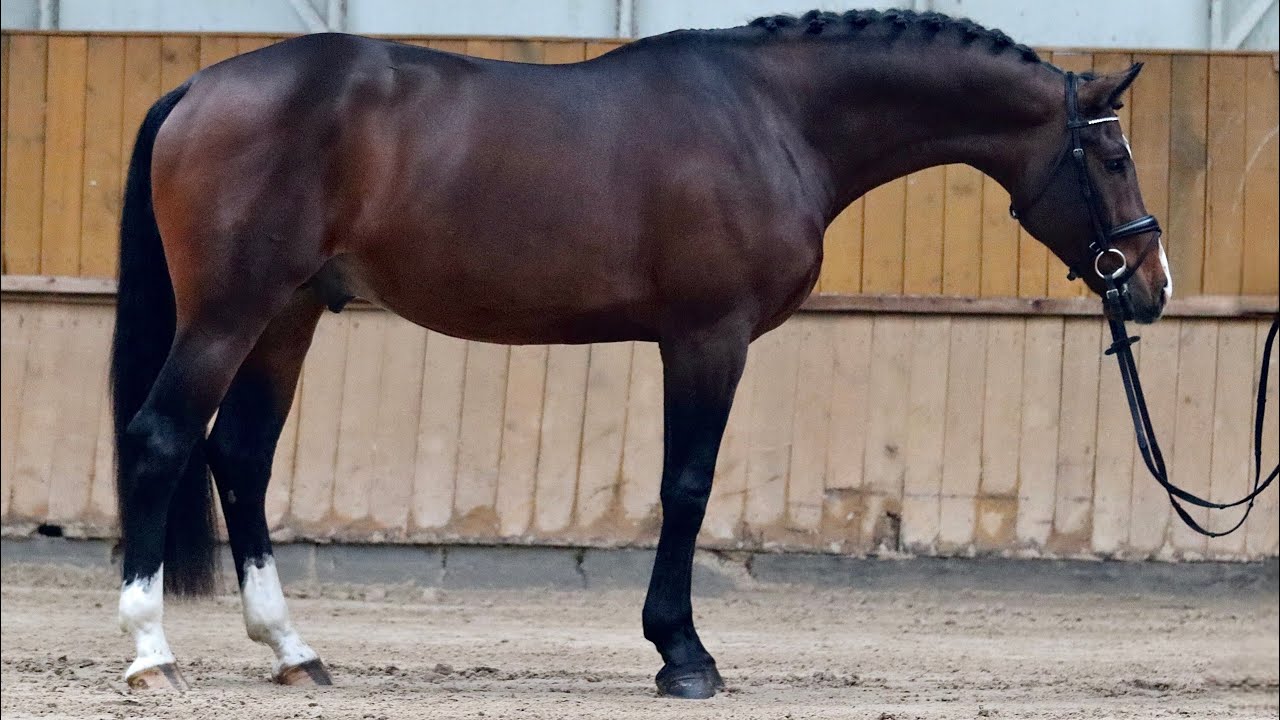 *FLASHY APPROVED STALLION*MARCUS, 2022, stallion, by Mannilon Rouge @ANSporthorses 