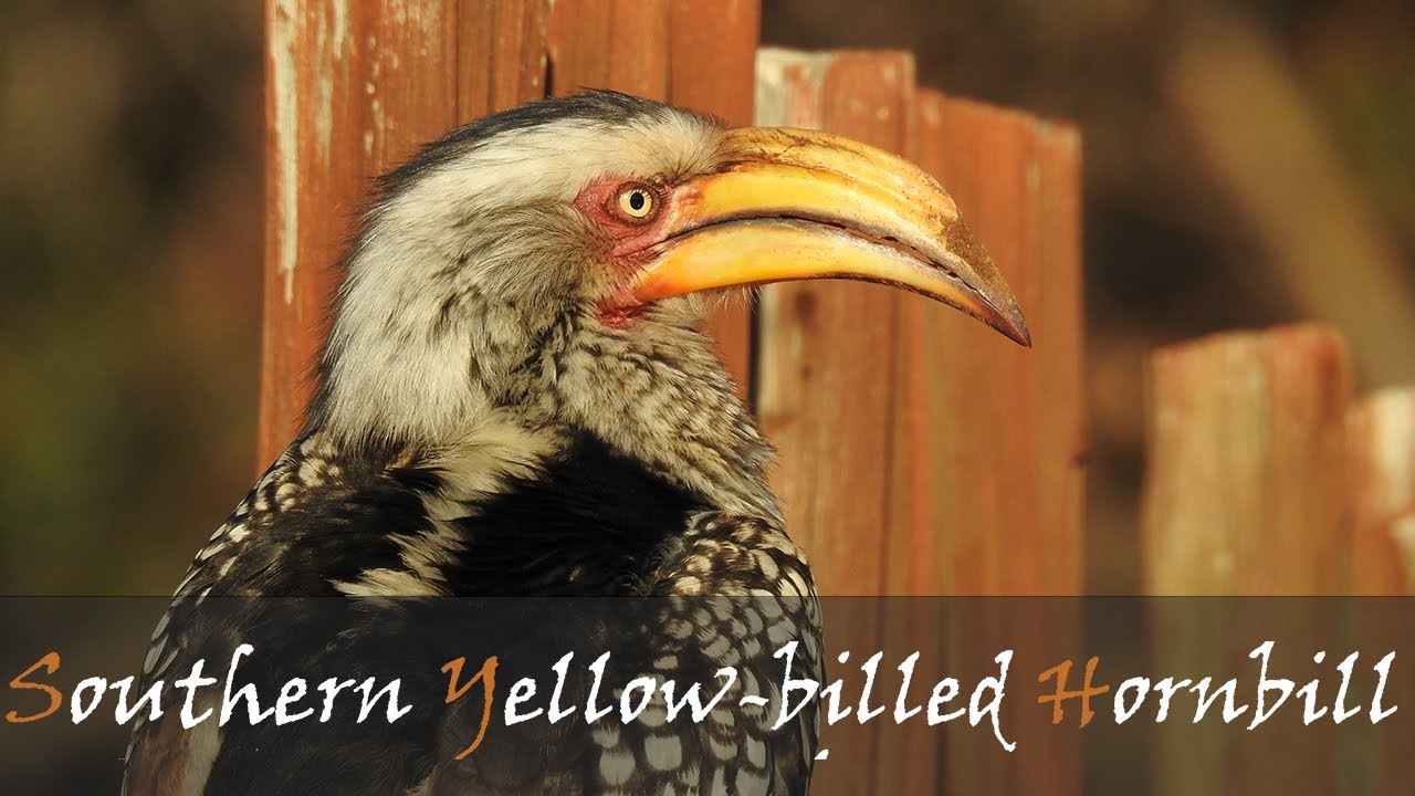 Southern Yellow-billed Hornbill Bird Call - Africa's Toucan - Kruger Park | Stories Of The Kruger