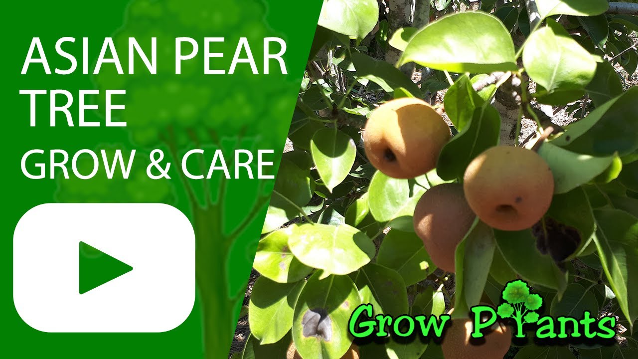 Asian pear tree &ndash; grow & care (beautiful fruits)
