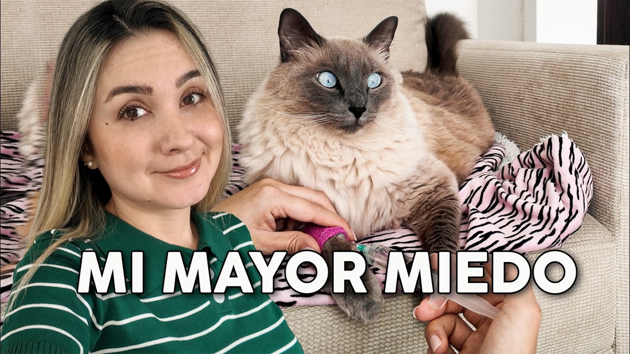 Mis gatos enfermaron y esto fue lo que aprendí