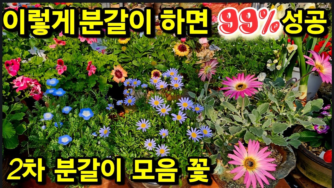 네모필라 리갈제라늄5종 후쿠시아 시클라멘 청화국 데모루 네오폴리 분갈이 꽃
