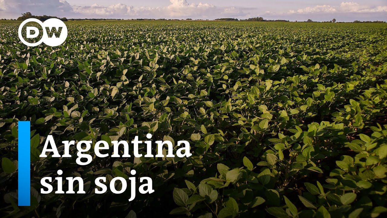 Argentina deja de ser l&iacute;der en la exportaci&oacute;n mundial de harina de soja
